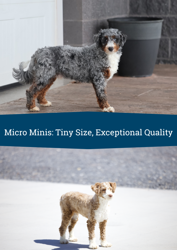 micro mini bernedoodles