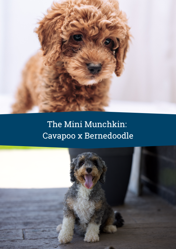 mini munchkins