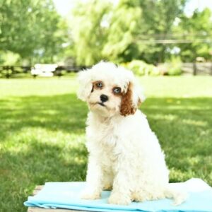 parent dog – Cutie