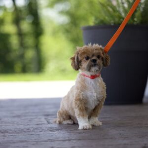 shih tzu puppy for sale – Eclipse