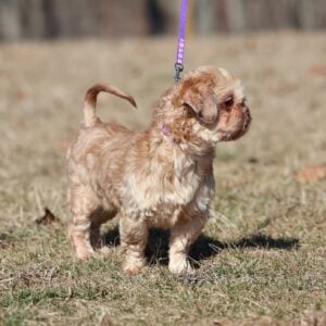 shih tzu puppy for sale – Gracie