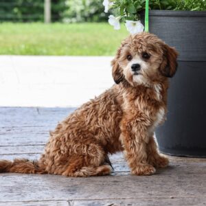 teddy bear puppy for sale – Eagle