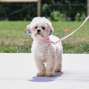teddy bear puppy for sale – Eve