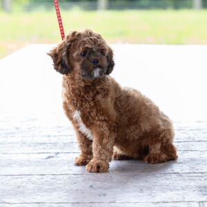 teddy bear puppy for sale – Evelin