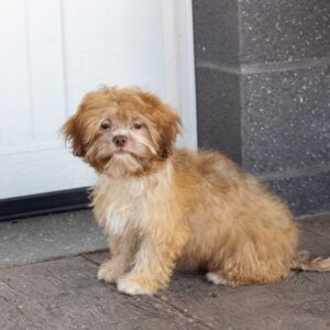 teddy bear puppy for sale – Flower, photo 2