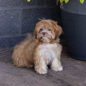 teddy bear puppy for sale – Flower, photo 5