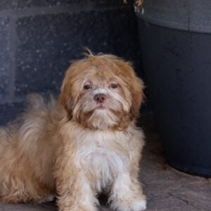 teddy bear puppy for sale – Flower, photo 6