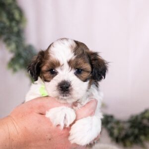 teddy bear puppy for sale – Thunder