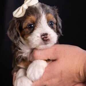 micro miniature bernedoodle pa