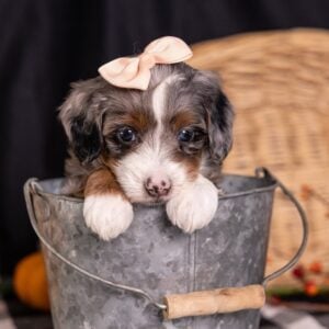 micro miniature bernedoodle breeder
