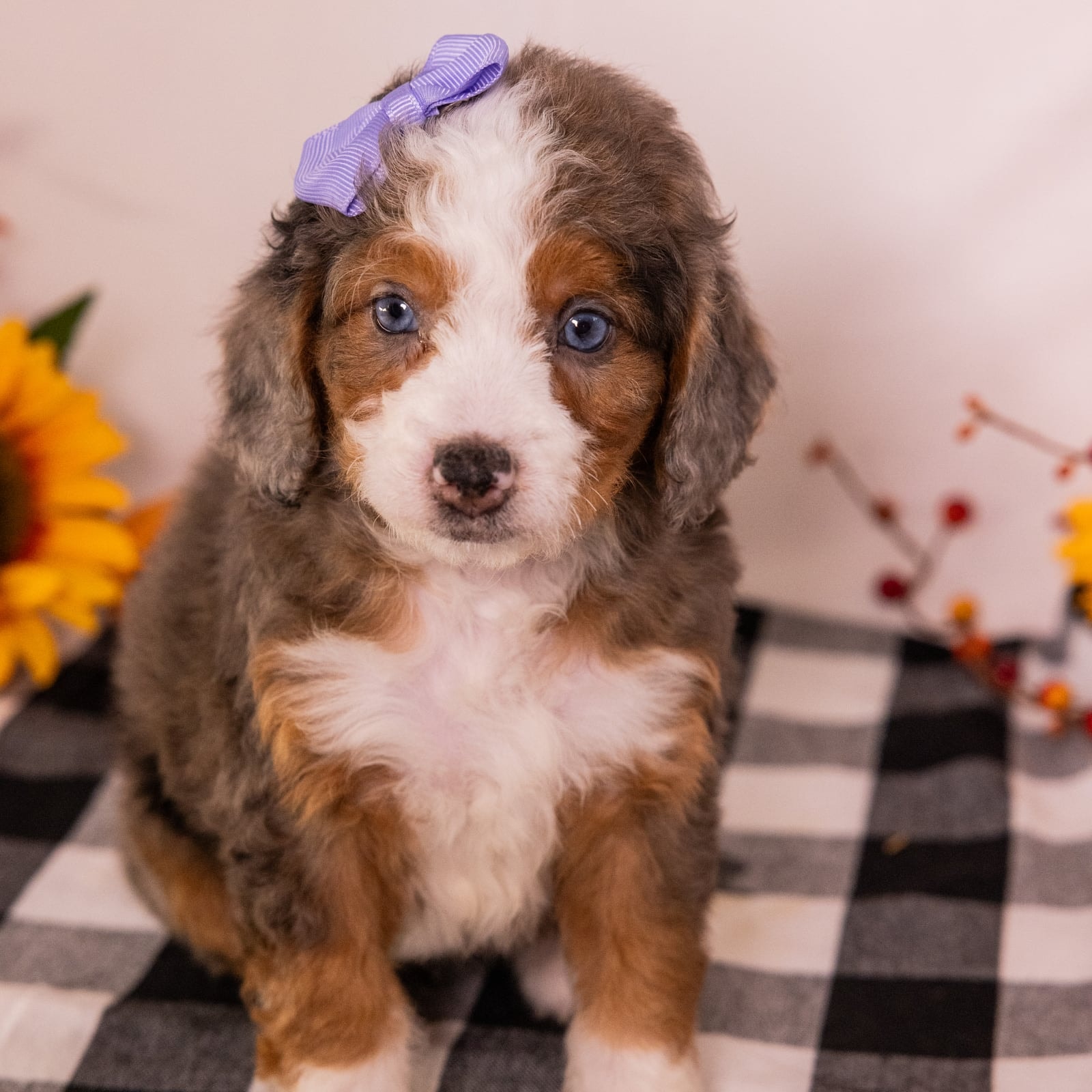 Gracie - Image 5