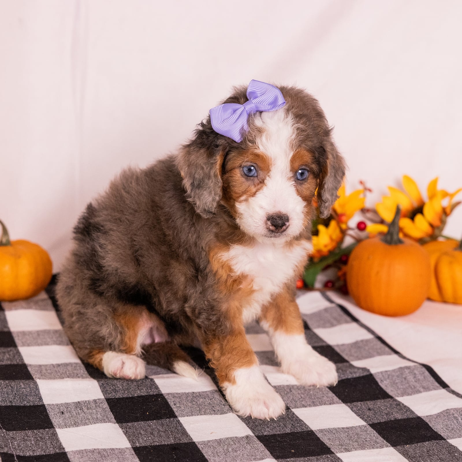 Gracie - Image 3