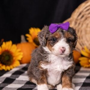 miniature bernedoodle breeder