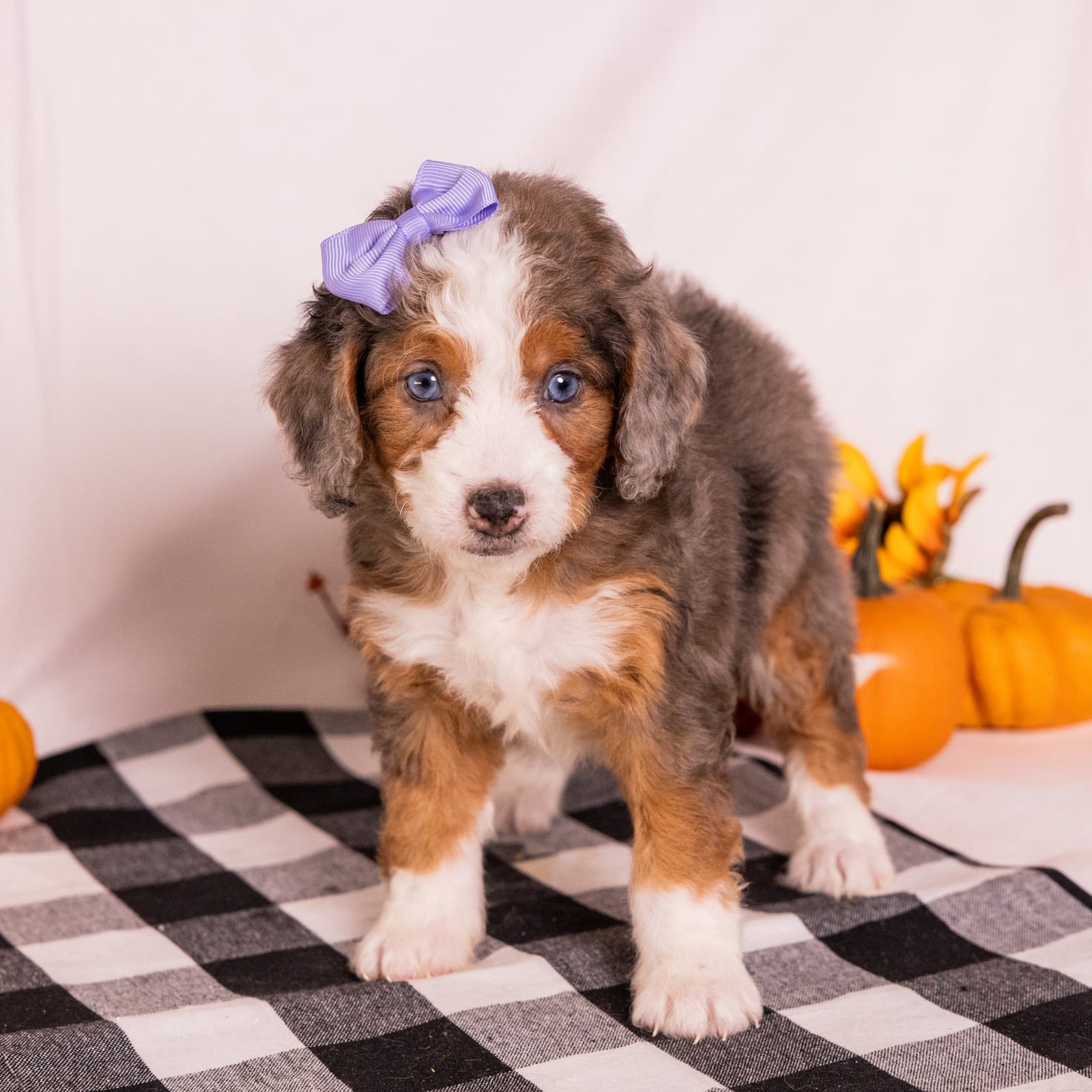 Gracie - Image 4