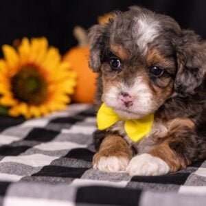 miniature bernedoodle for sale in pa