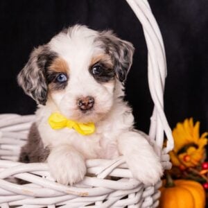 miniature bernedoodles for sale