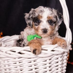 merle bernedoodlle puppy
