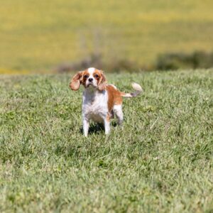 Cavalier parent – Andreas