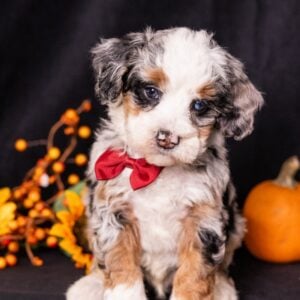 micro bernedoodles