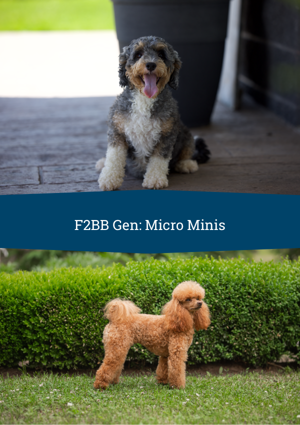 f2bb bernedoodles