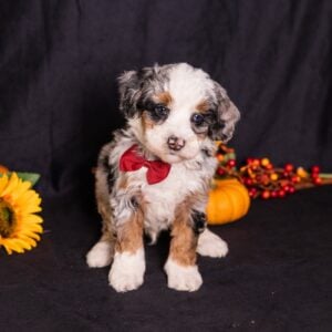 blue merle mini bernedoodle for sale near me