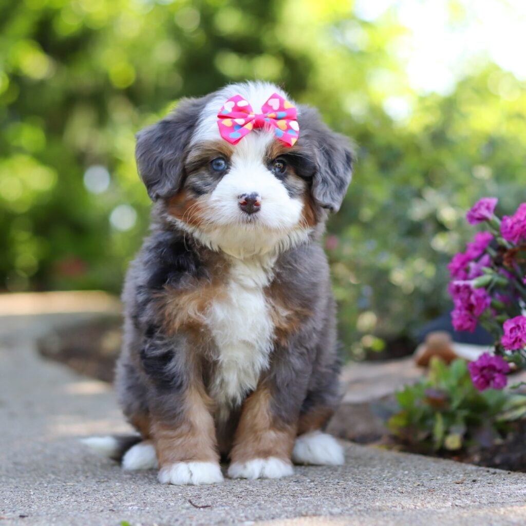 merle bernedoodle