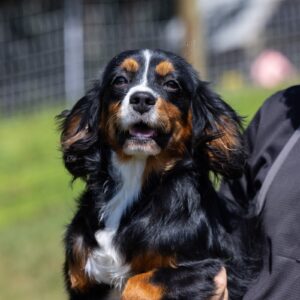 Mini Bernese Mountain Dog parent – Becky