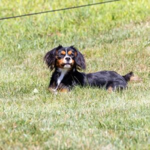 Mini Bernese Mountain Dog parent – Brianna (Big)