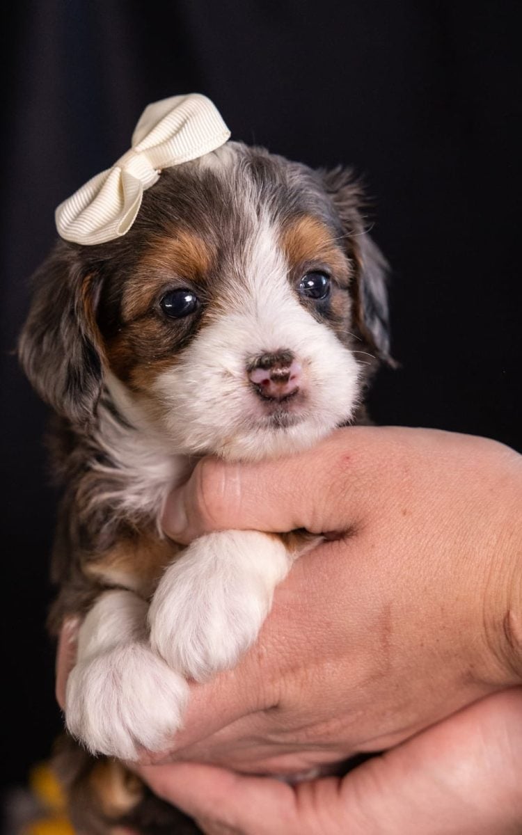 micro miniature bernedoodle pa
