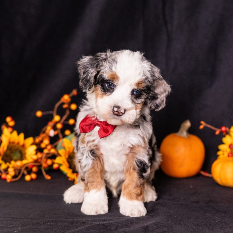micro mini bernedoodles for sale near me