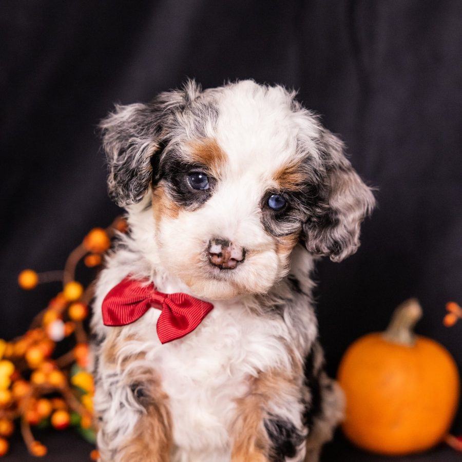 miniature merle bernedoodle