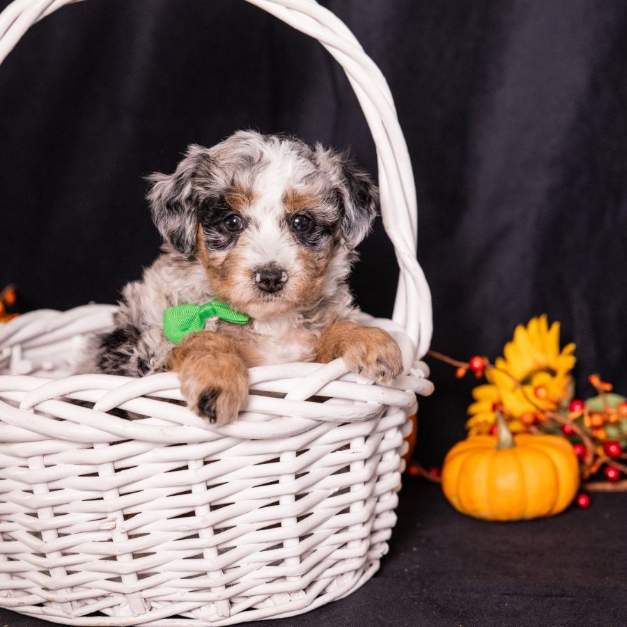 dog breeders in pa