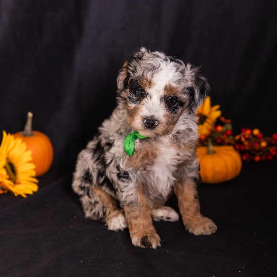 bernedoodle puppies in pa