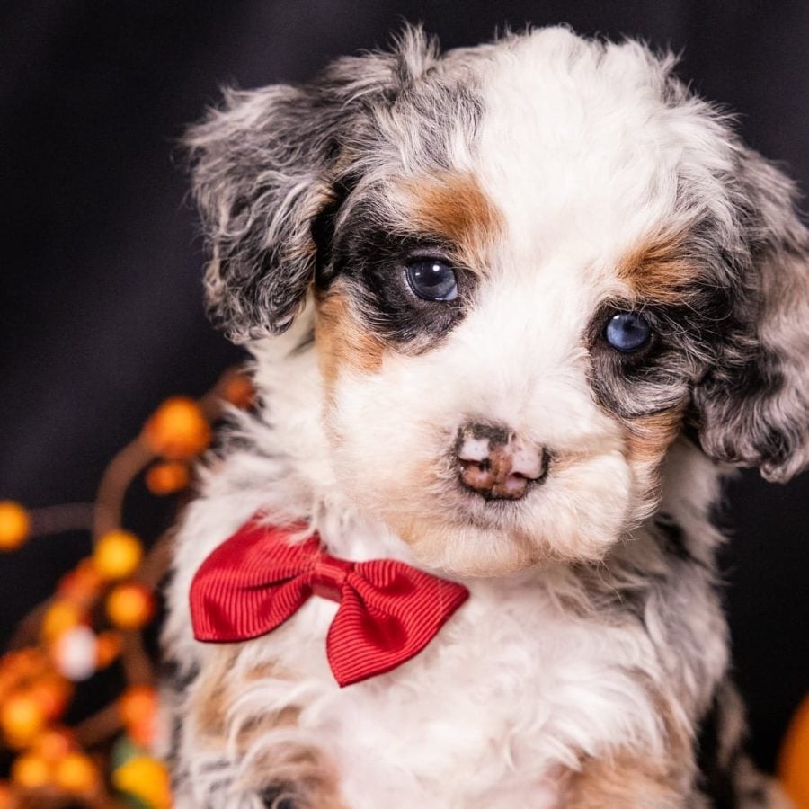 merle mini bernedoodle for sale