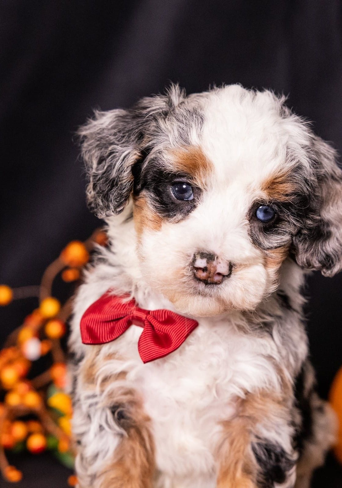blue merle bernedoodles