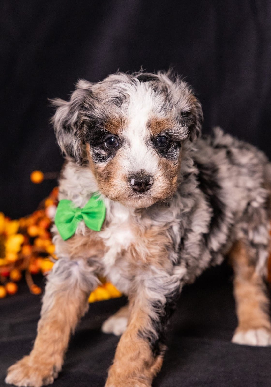 adorable micro bernedoodle puppies for sale