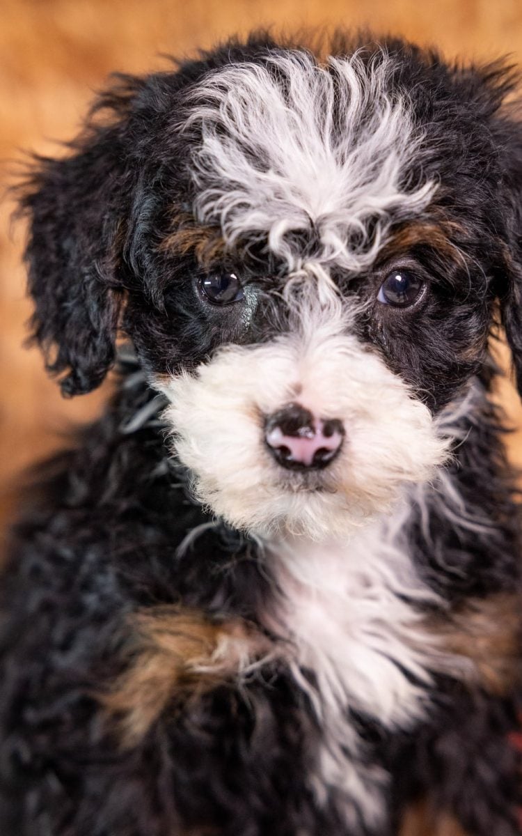 petite mini bernedoodle pa
