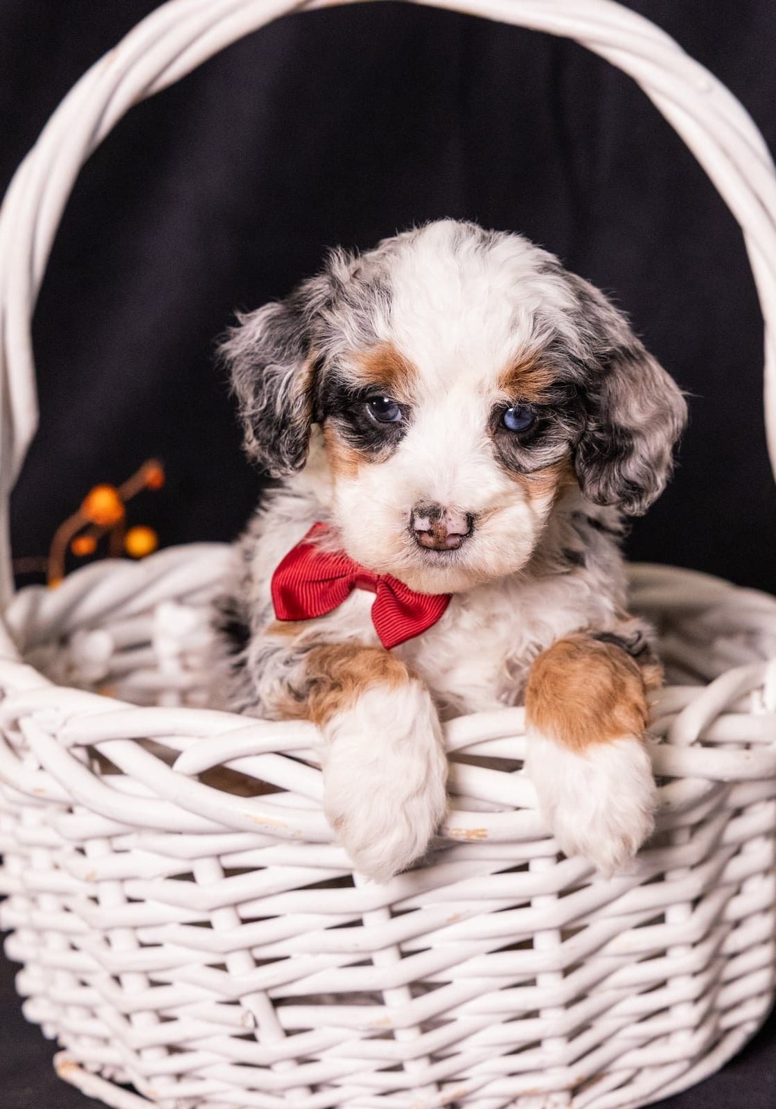 micro bernedoodle