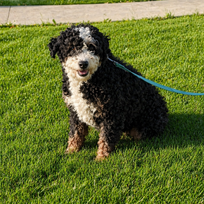 Adam, male bernedoodle sitting in grass