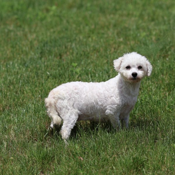 Adult Bichon Angel