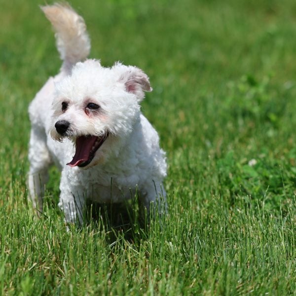 Adult Bichon Bri