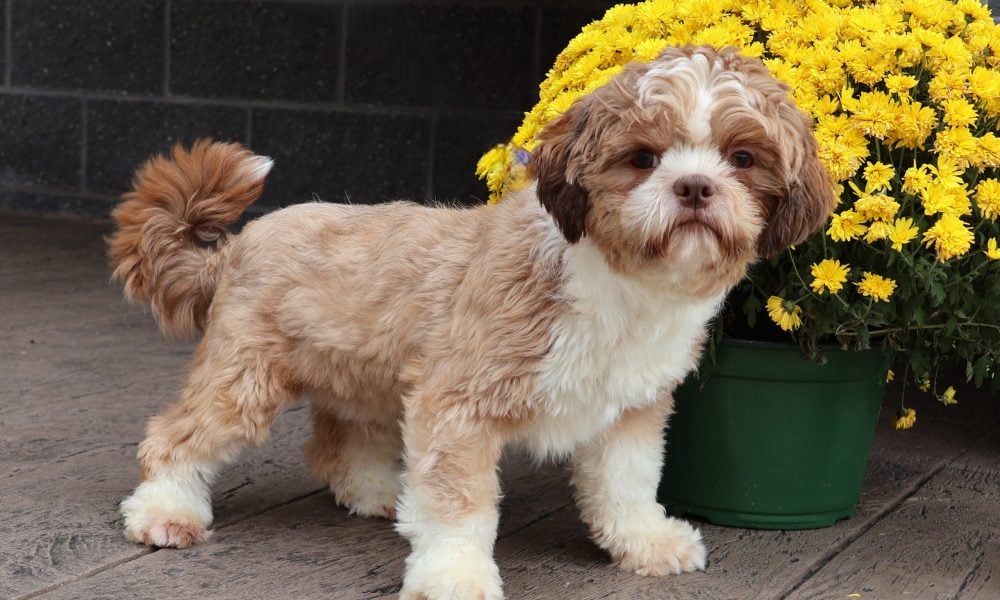 Adult Shichon Dustin
