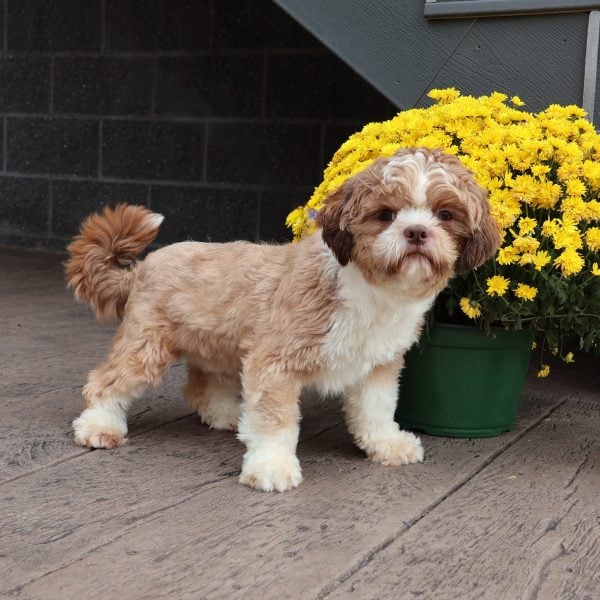 Adult Shichon Dustin