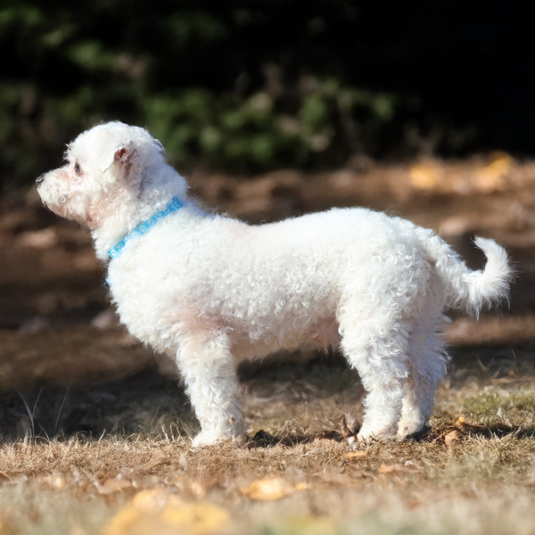 Bichon Adult