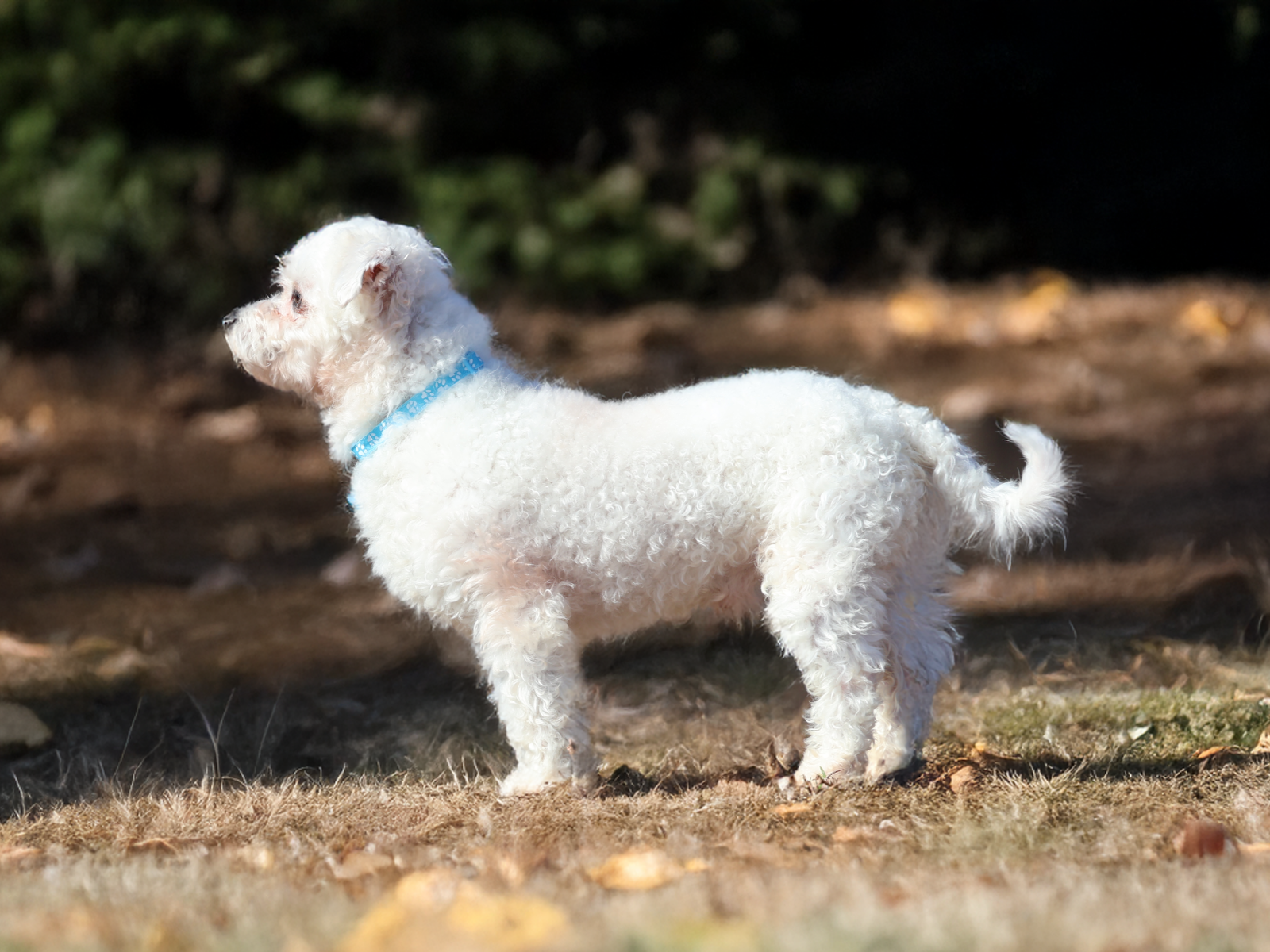 Bichon Adult
