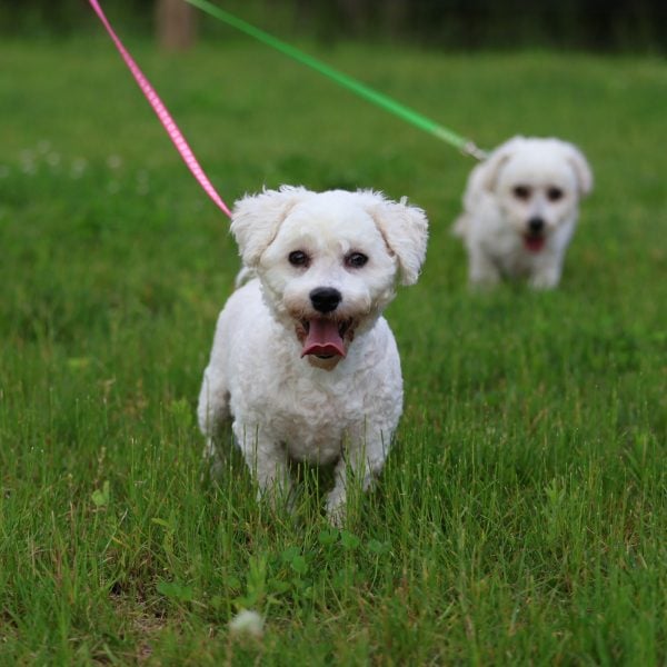 Bichon Adult Amy