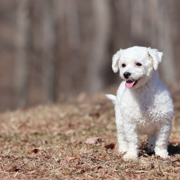 bichon adult beauty