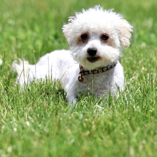 Bichon Adult Brooke