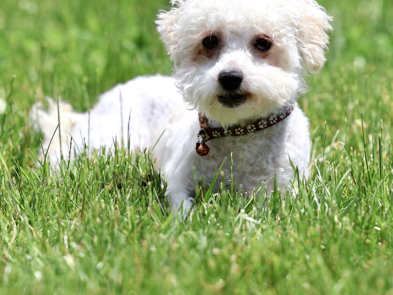 Bichon Adult Brooke