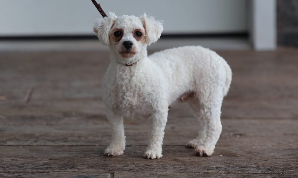 Bichon Adult